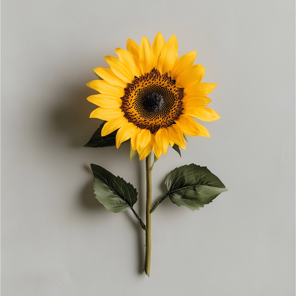 Sonnenblumenlecithin